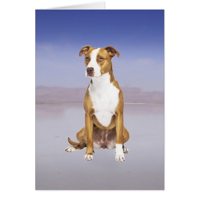 Cartão Cão Pitbull Sentado Na Praia (Frente)