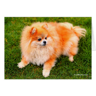 Cartão Cão Pomeraniano Adorável