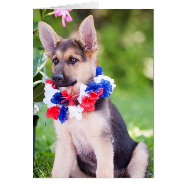 Cartão Cão "Rilie " do salvamento (Frente)