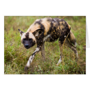Cartão Cão selvagem africano (Lycaon Pictus), Jogo Madikw