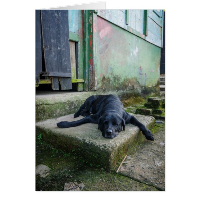 Cartão Cão sonolento (Frente)