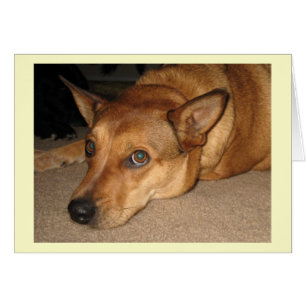 Cartão Cão vermelho do gado de Heeler - amante do cão do