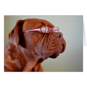 Cartão Cão Vestindo óculos cor-de-rosa