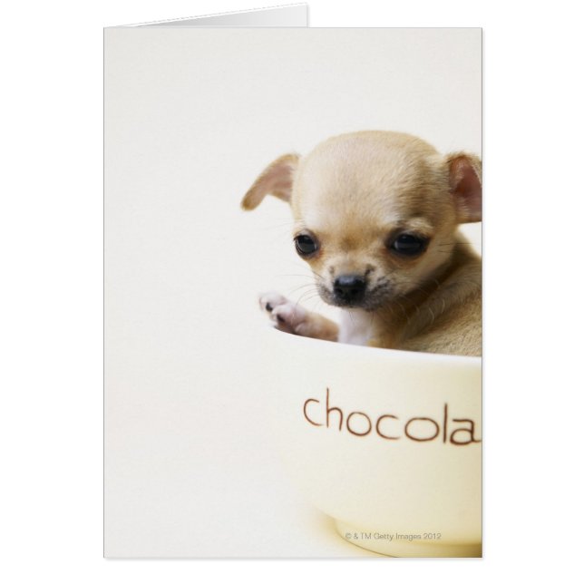 Cartão Cãozinho Chihuahua em tigela (cortado) (Frente)