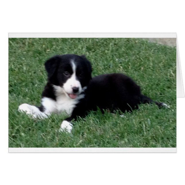 Cartão cãozinho de borda vertical da placa (Frente horizontal)