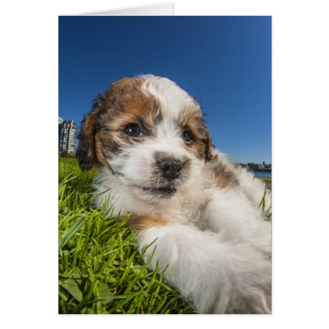 Cartão Cãozinho-de-gato-gato (Shitzu) (Frente)