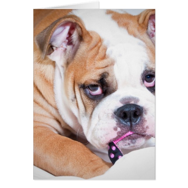 Cartão Cãozinho-de-ouro (Frente)