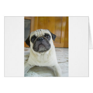 Cartão cãozinho de postura.png