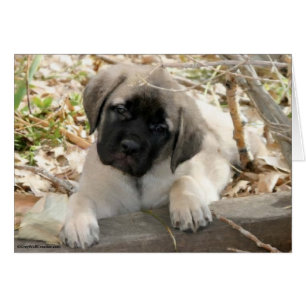 Cartão Cãozinho Mastiff na floresta