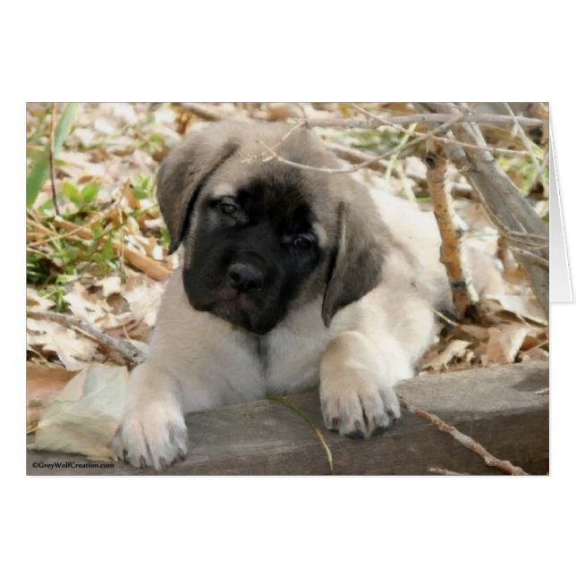 Cartão Cãozinho Mastiff na floresta (Frente Horizontal)