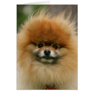 Cartão Capa da Pomerânia olhando para a câmera
