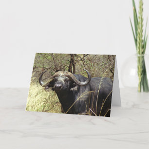 Cartão Cape Buffalo