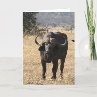 Cartão Cape Buffalo