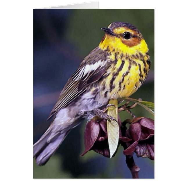 Cartão Capetel May Warbler Bird Gifts (Frente)