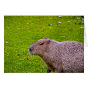 Cartão Capivara