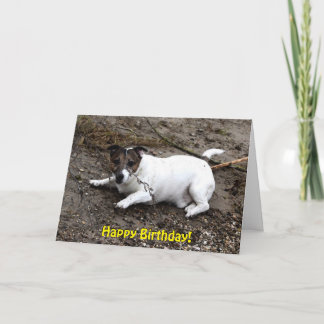 Cartão Capo von Oppenheim Jack Russell Terrier, Cão