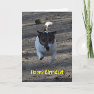 Cartão Capo von Oppenheim Jack Russell Terrier, Cão