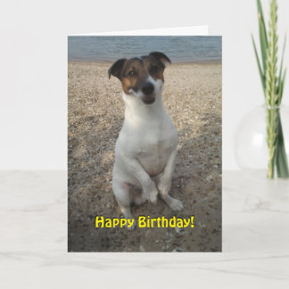 Cartão Capo von Oppenheim Jack Russell Terrier, Cão