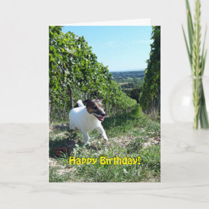 Cartão Capo von Oppenheim Jack Russell Terrier, Cão