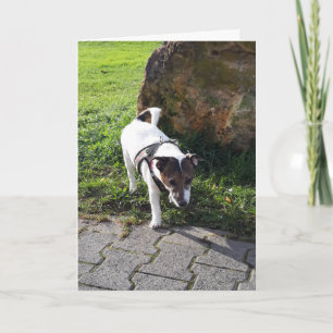 Cartão Capo von Oppenheim Terrier Jack Russell, Cão