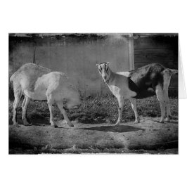 Cartão Caprinos leiteiros a preto e branco