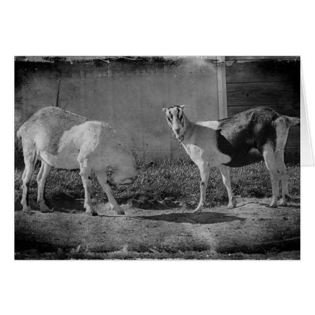 Cartão Caprinos leiteiros a preto e branco (Frente Horizontal)