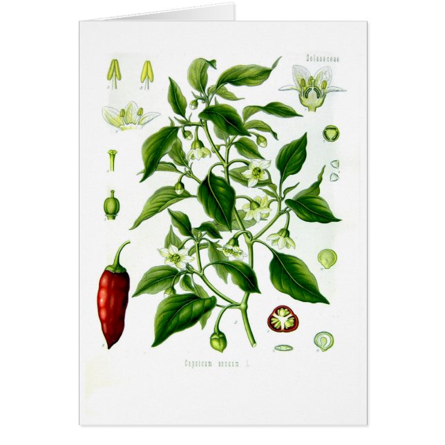 Cartão Capsicum ânuo (pimenta de caiena) (Frente)