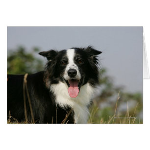 Cartão Captura de Borda Collie Panting 1