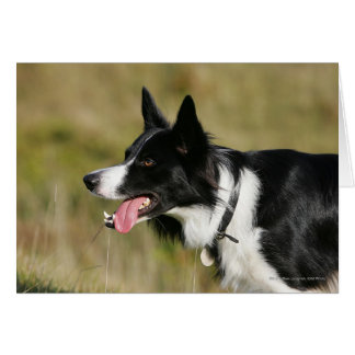 Cartão Captura de Borda Collie Panting 2