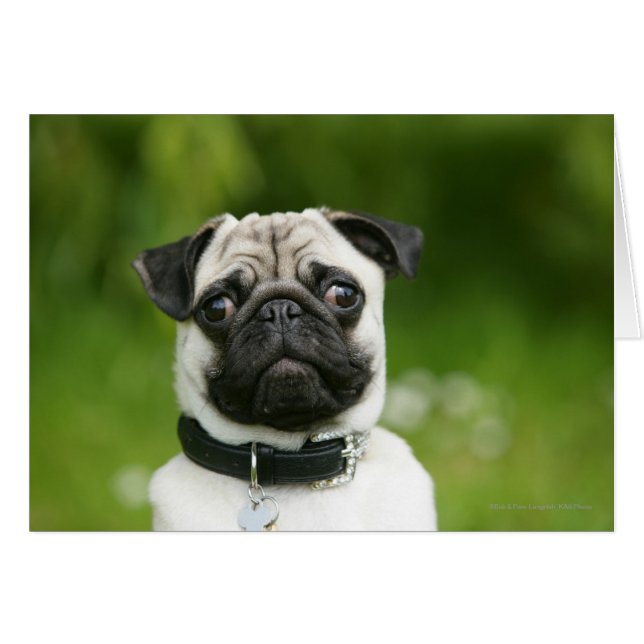 Cartão Captura de cabeça (Frente Horizontal)