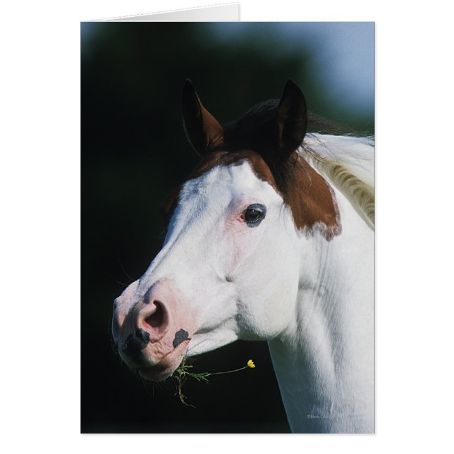 Cartão Captura de cabeça de cavalo de pintura 3 (Frente)