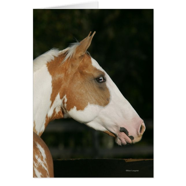 Cartão Captura de Cabeça de Tinta Cavalo 2 (Frente)