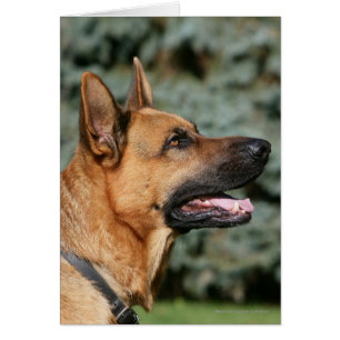 Cartão Captura de german shepherd 1