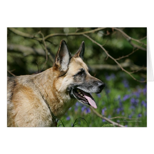 Cartão Captura de german shepherd 3 (Frente Horizontal)