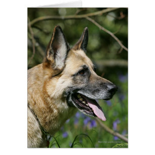 Cartão Captura de german shepherd 3