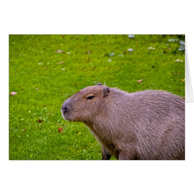 Cartão Capybara Animal Incrível (Frente Horizontal)