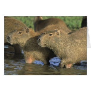 Cartão Capybara, Hidrochaeris (Hidrochaeris), do mundo