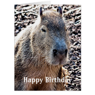 CARTÃO CAPYBARA SELVAGEM ANIMAL