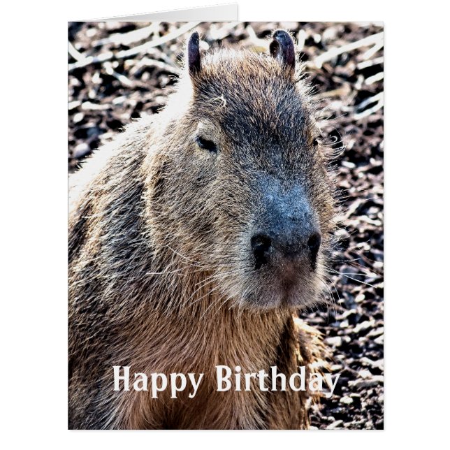 CARTÃO CAPYBARA SELVAGEM ANIMAL (Frente)