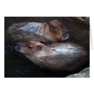 Cartão Capybaras na água