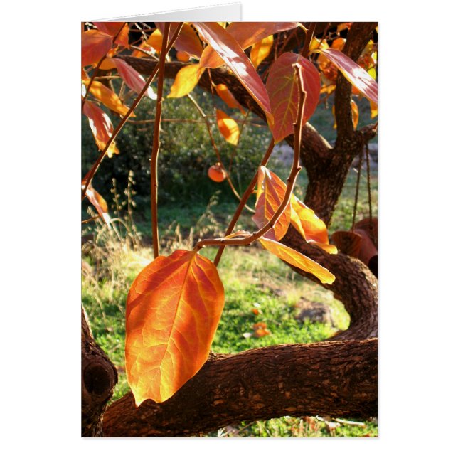 Cartão Caquis (Frente)