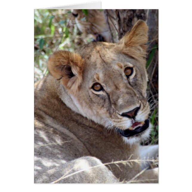 Cartão cara de leão (Frente)