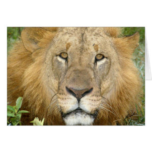 Cartão Cara do leão (dos Lions Clube) (lago Nakuru,