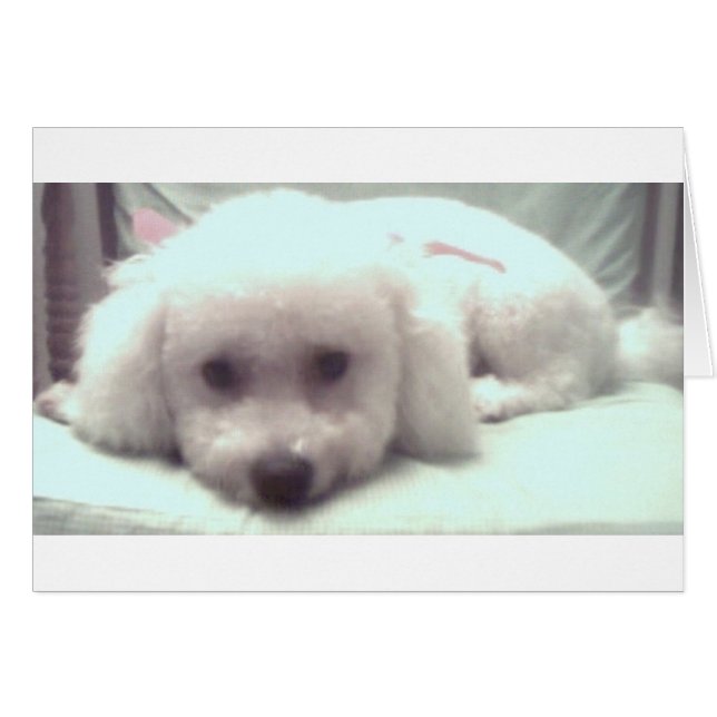 Cartão Cara triste de filhote (Frente Horizontal)