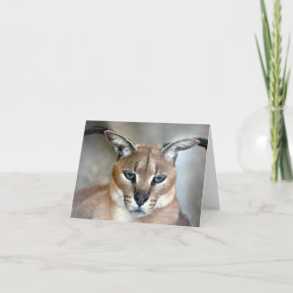 Cartão Caracal Wild Cat Note card