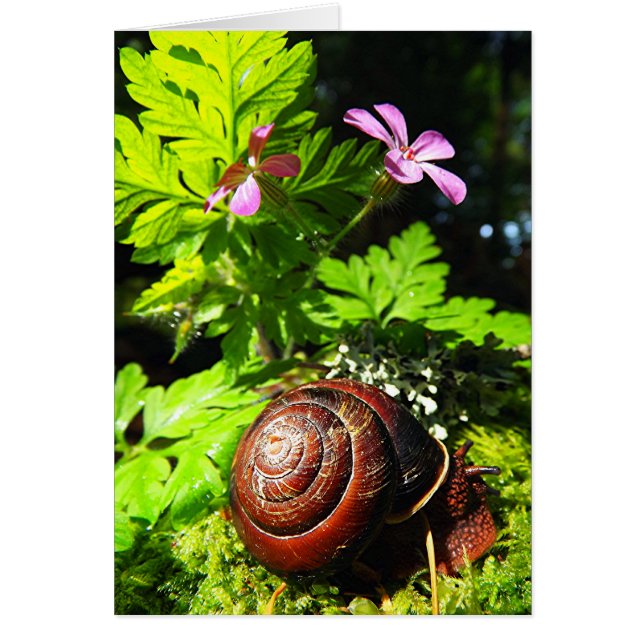 Cartão Caracol (Frente)