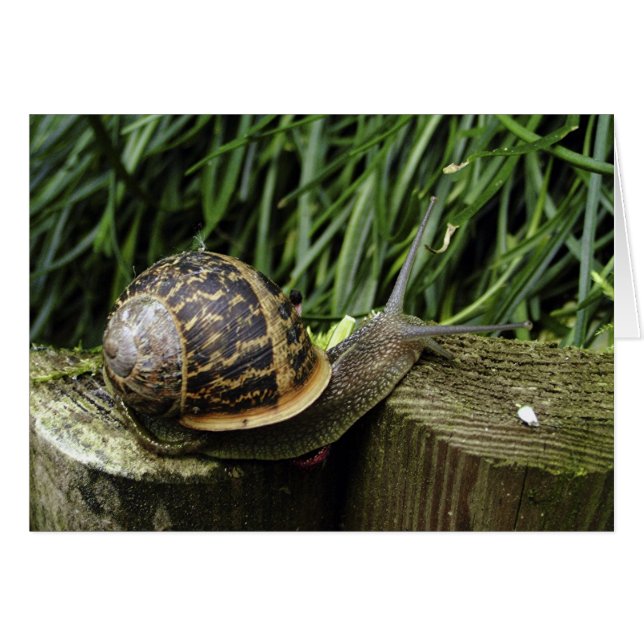 Cartão Caracol (Frente Horizontal)