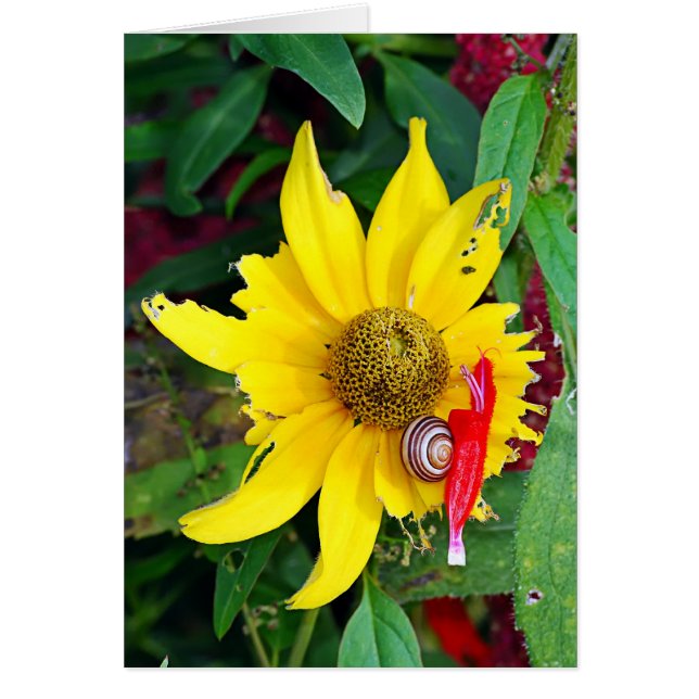 Cartão Caracol e Flor (Frente)