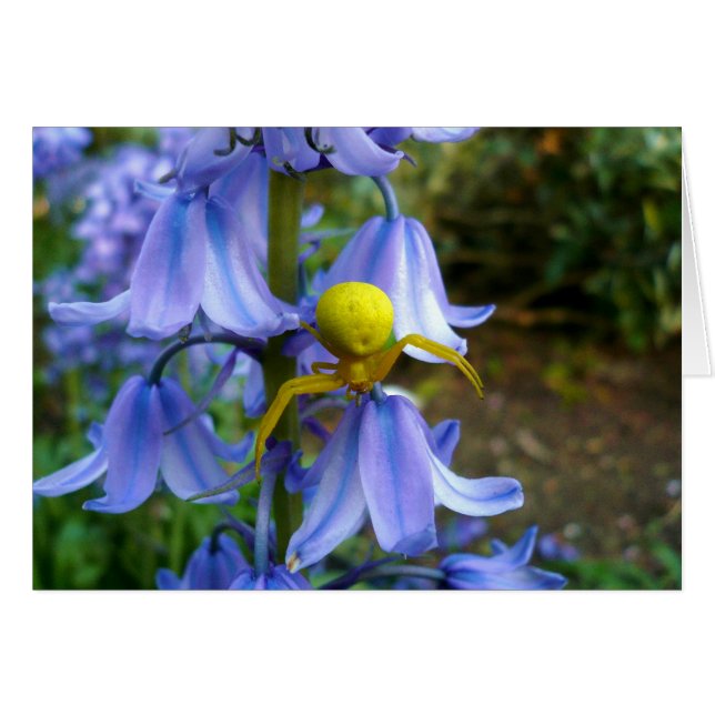Cartão Caranguejo Amarelo/Aranha Flor (Frente Horizontal)