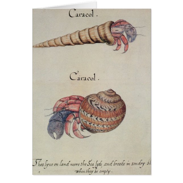 Cartão Caranguejo de eremita (Frente)